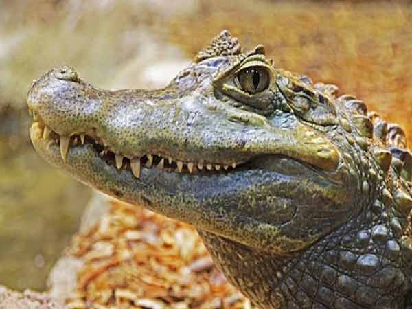 Chiêm bao thấy cá sấu thì nên đánh con gì dễ ăn? Giải mã giấc mơ thấy cá sấu cực hay
