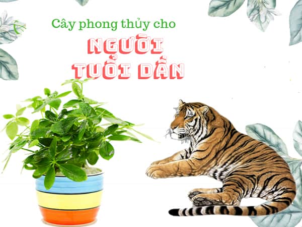 Tuổi Dần hợp cây gì?