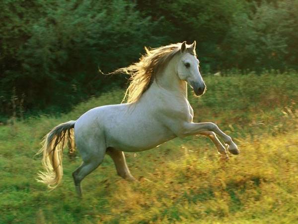 Con số phát lộc tuổi Ngọ ngày 31/8/2025 gợi mở tài vận