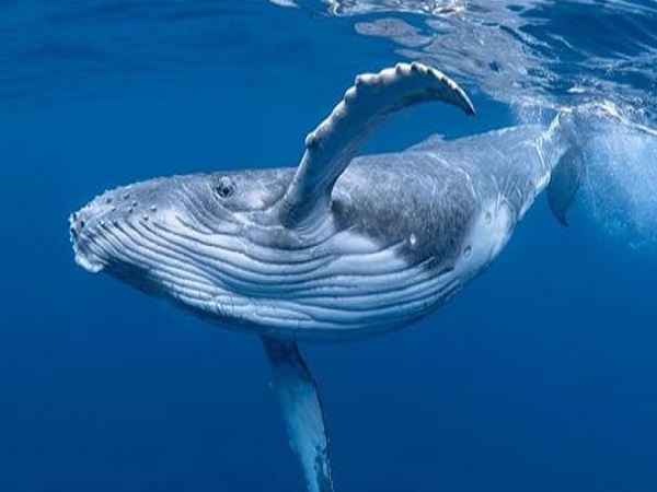 Nằm mơ thấy cá voi là điềm gì và nên chọn số mấy để may?