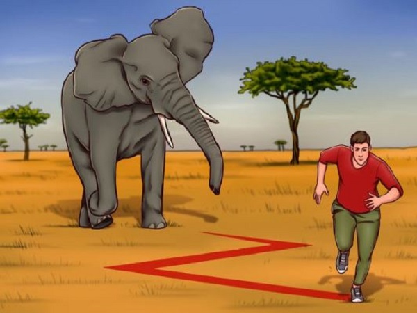 Nằm mơ thấy voi đuổi có ý nghĩa gì, con số gì phát lộc