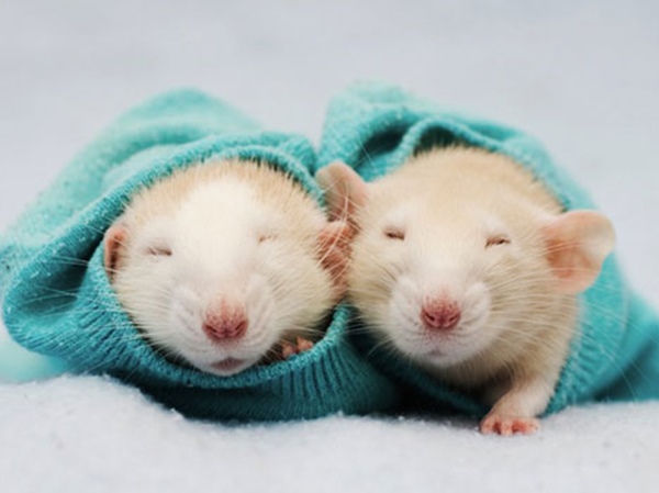 Nằm mơ thấy 2 con chuột là điềm gì, số gì trúng to?